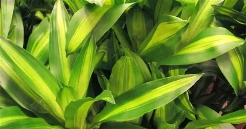 Ароматное дерево дракона 'Массанджана