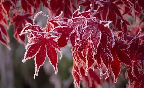 Листья клена японского ‘Бладгуд’