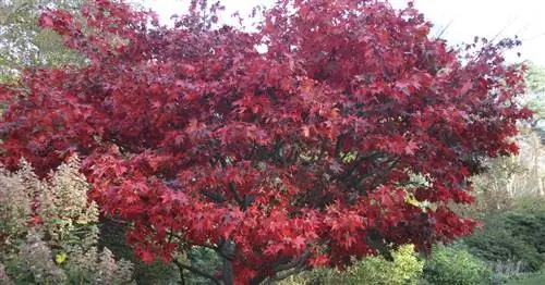 Красный японский клен 'Бладгуд
