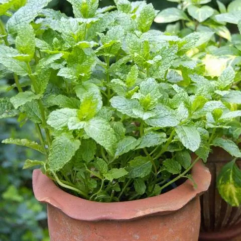 Марокканская культура мяты в горшке