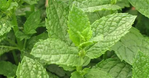 Марокканский монетный двор