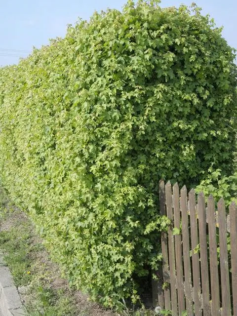 живая изгородь из полевого клена