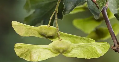 Клен полевой 'Elsrijk