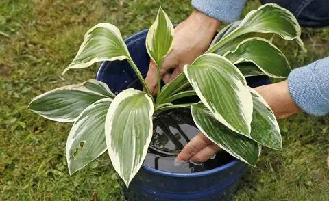 Окуните корневой ком хосты перед посадкой