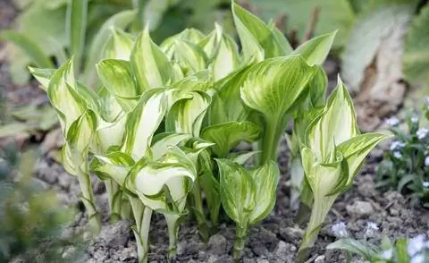 Хоста фортуна 'Univittata'