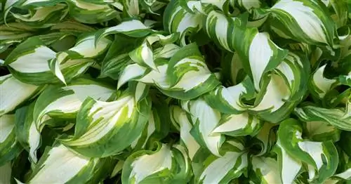 Снежное Перо Фанки