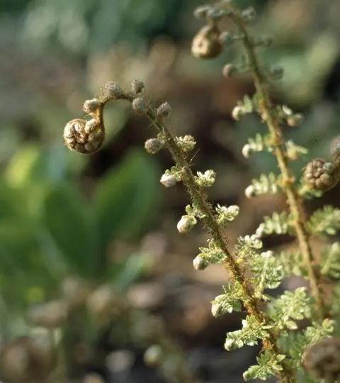 молодая ветвь Polystichum setiferum ‘Proliferum’