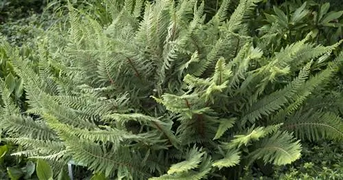 Колючий щитовидный папоротник, Мягкий щитовидный папоротник