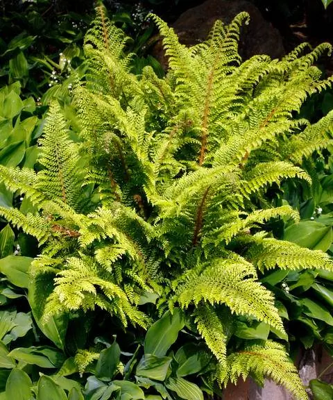 Polystichum setiferum 'Herrenhausen'