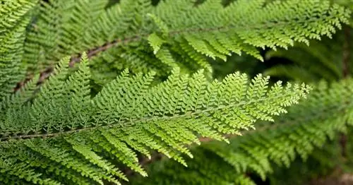 Плоский филигранный папоротник