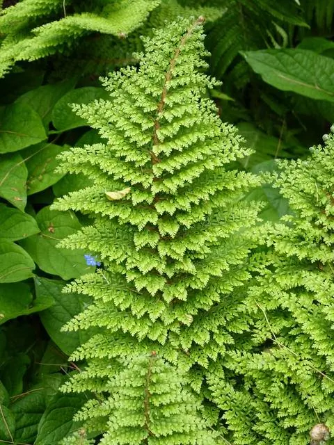 Polystichum setiferum 'Plumosum Densum'