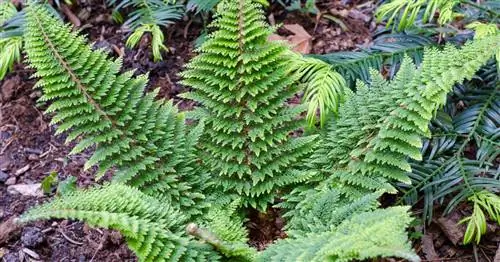 Папоротник с пуховым пером