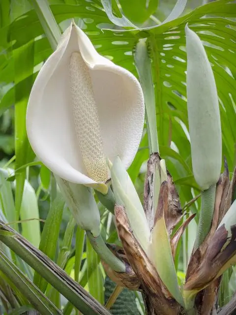 Цветок монстеры 'Variegata'