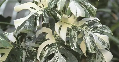 Монстера ‘Variegata’