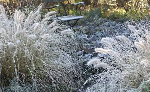 Пеннисетум покрытый инеем 'Hameln'