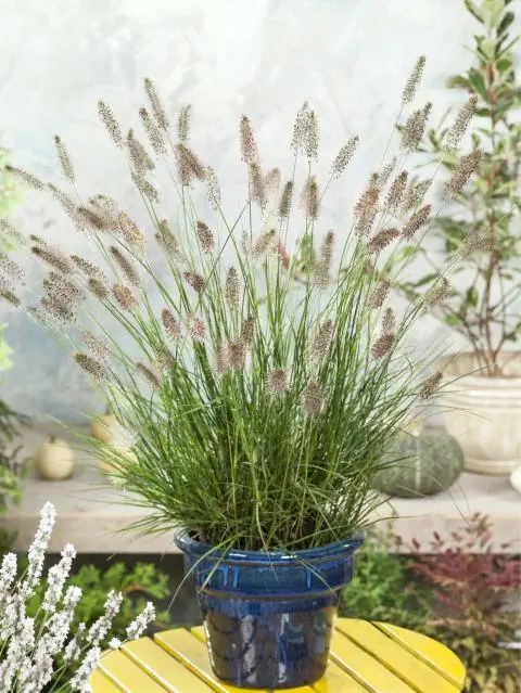 Пеннисетум Гамелин