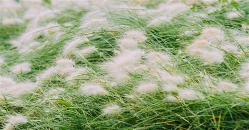 Пеннисетум трава 'Hameln