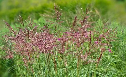 Цветы Miscanthus sinensis 'Gracillimus'