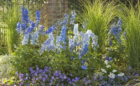 Miscanthus sinensis 'Gracillimus' и живокость