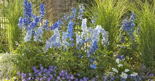 Тростник китайский ‘Gracillimus’