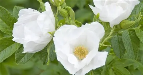 Белая картофельная роза