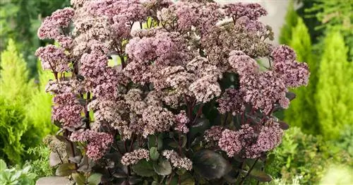 Очиток 'Матрона