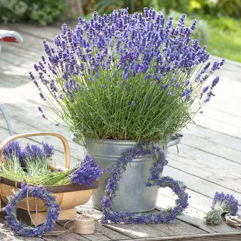 Лаванда 'Hidcote Blue' в цинковом горшке