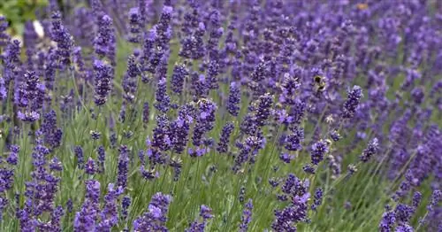 Лаванда 'Hidcote Blue