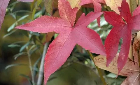 Листья сладкой резинки с осенними цветами