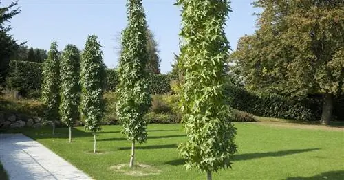 Колонка Sweetgum