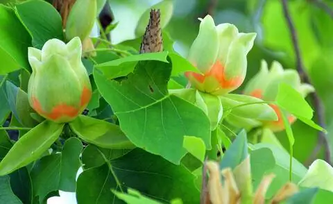 Цветы столбчатого тюльпанового дерева