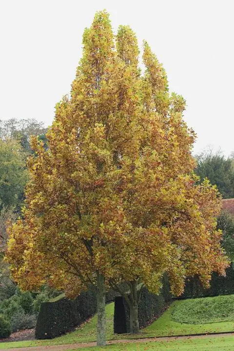LIRIODENDRON TULIPIFERA 'FASTIGIATUM' ВЕРТИКАЛЬНЫЙ