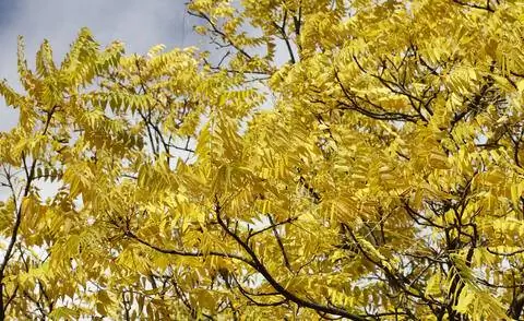 Осенняя окраска Gleditsia triacanthos 'Sunburst'