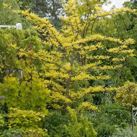 Гледичия триакантос 'Санберст'