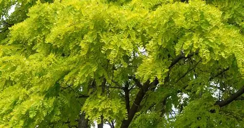 Мескит желтый, Gleditsia 'Sunburst