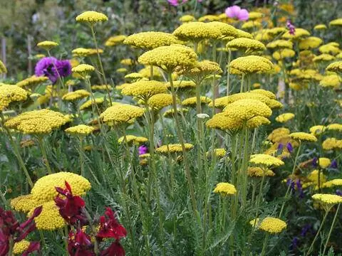 Ярроу Ахиллея коронационное золото