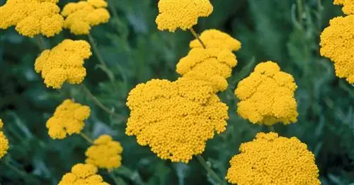 Тысячелистник ‘Золотая коронация’