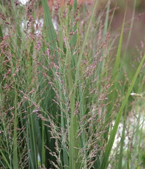 Цветы Panicum virgatum 'Northwind'
