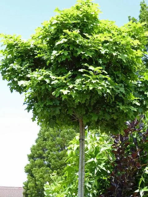 Quercus palustris 'Зеленый карлик'
