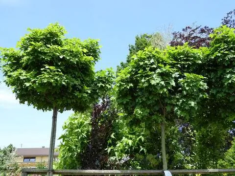 Болотный дуб Болотный