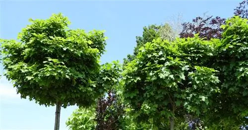 Дуб Болотный Болотный