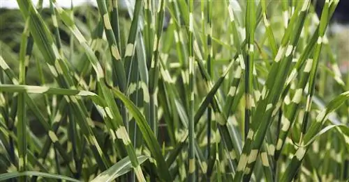 Тростник китайский 'Strictus