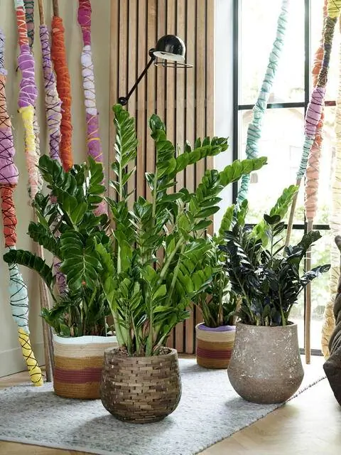 Счастливые перья (замиокулькас) в комнате