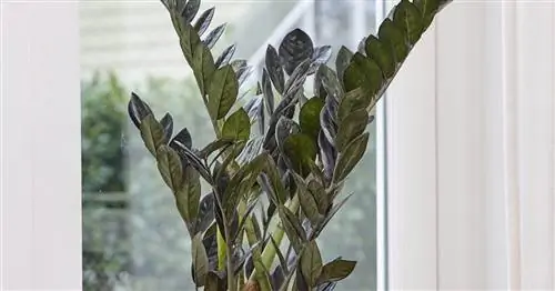 Замиокулькас 'Ворон', Черное перо удачи