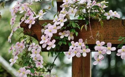 Цветущий клематис 'Рубенс'