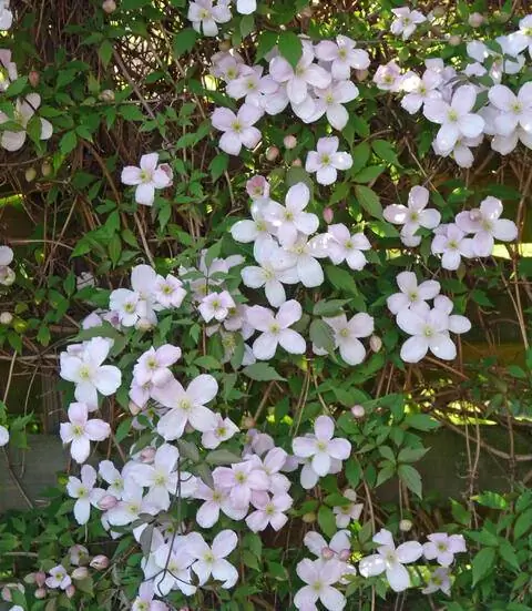 Цветущий горный клематис «Рубенс» как ширма для уединения