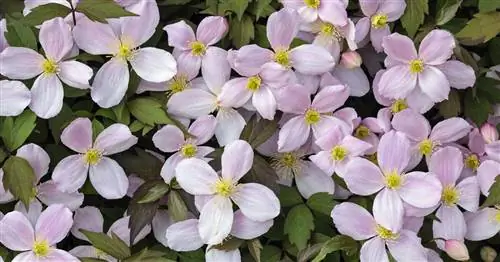 Клематис Рубенс