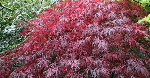 Клен красный 'Dissectum Garnet