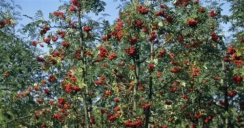 Моравская рябина