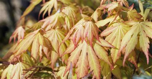 Клен японский 'Orange Dream